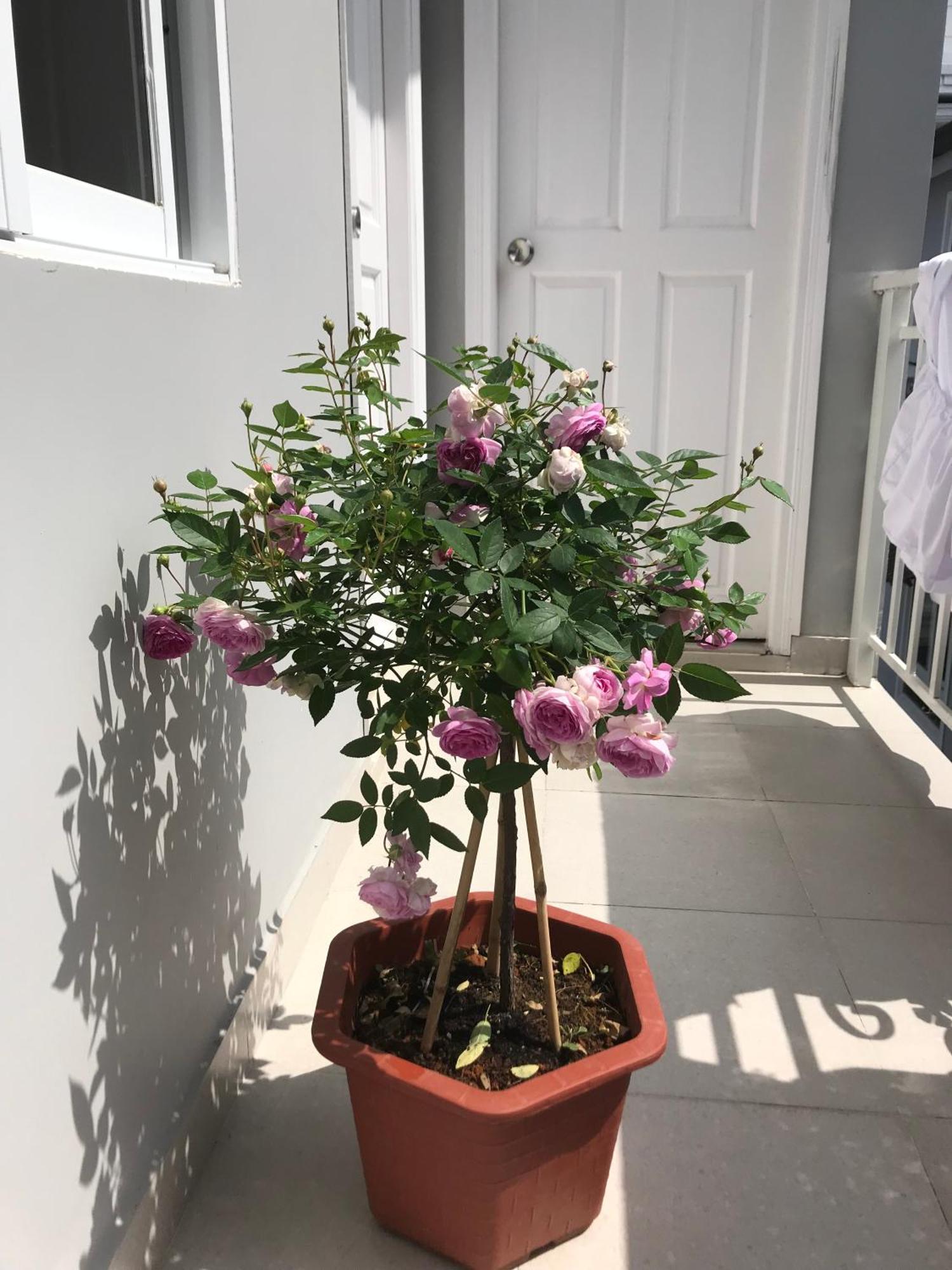Phuong Hong Guesthouse Da Lat Kültér fotó